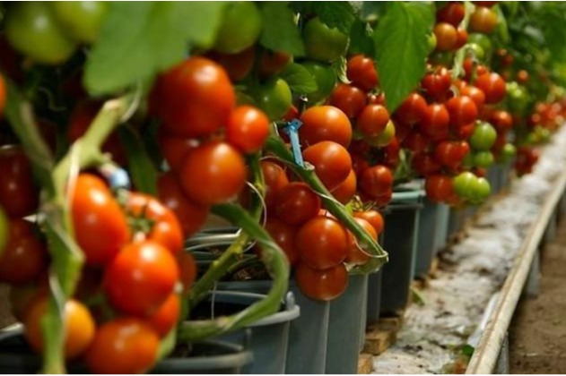  Usos de nitrato de potasio en la Agricultura 